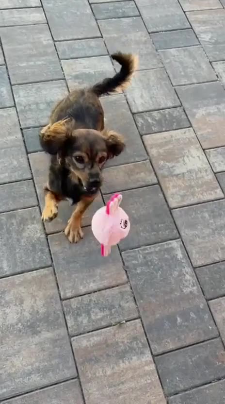 Vídeo: un gos jugant amb la Bubbles